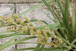 Lomandra hystrix Lucky Stripe TM LMV200