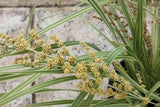 Lomandra hystrix Lucky Stripe TM LMV200