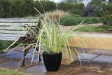 Lomandra hystrix Lucky Stripe TM LMV200