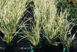 Lomandra hystrix Lucky Stripe TM LMV200