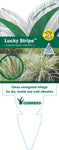 Lomandra hystrix Lucky Stripe TM LMV200