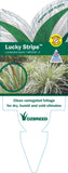 Lomandra hystrix Lucky Stripe TM LMV200