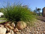 Lomandra longifolia Tanika LM300