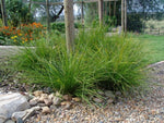 Lomandra longifolia Tanika LM300