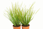 Lomandra longifolia Tanika LM300