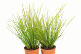 Lomandra longifolia Tanika LM300