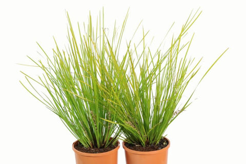 Lomandra longifolia Tanika LM300