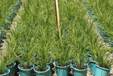 Lomandra longifolia Tanika LM300