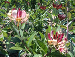 Lonicera Firecracker