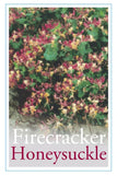 Lonicera Firecracker