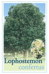 Lophostemon confertus