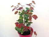 Loropetalum Razzelberri