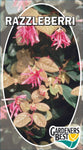 Loropetalum Razzelberri