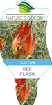 Lotus Red Flash