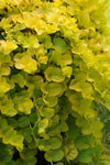 Lysimachia Goldilocks