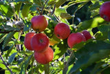 Malus (Apple) Bite Size