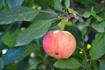 Malus (Apple) Bite Size