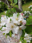 Malus (Apple) Bite Size