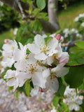 Malus (Apple) Bite Size