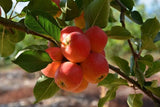 Malus (Apple) Sweet Cheeks