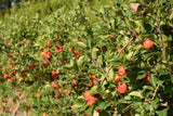 Malus (Apple) Sweet Cheeks