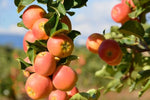 Malus (Apple) Sweet Cheeks