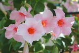 Mandevilla Sun Parasol Classic Cream Pink-Colourwave