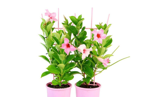 Mandevilla Sun Parasol Classic Cream Pink-Colourwave