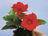 Mandevilla Sun Parasol Classic Crimson Fantasy-Colourwave