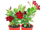 Mandevilla Sun Parasol Classic Crimson Fantasy-Colourwave