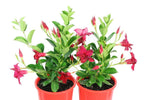 Mandevilla Sun Parasol Classic Crimson Fantasy-Colourwave