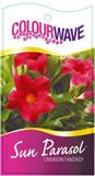 Mandevilla Sun Parasol Classic Crimson Fantasy-Colourwave