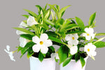 Mandevilla Sun Parasol Classic White-Colourwave