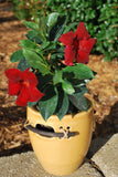 Mandevilla Sun Parasol Garden Crimson-Colourwave