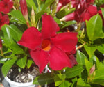 Mandevilla Sun Parasol Garden Crimson-Colourwave