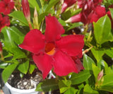 Mandevilla Sun Parasol Garden Crimson-Colourwave