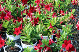 Mandevilla Sun Parasol Garden Crimson-Colourwave