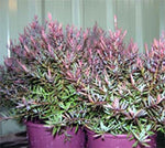 Melaleuca Little Red