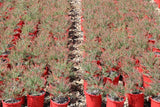 Melaleuca Little Red