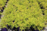 Melaleuca bracteata Revolution Gold