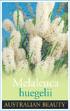 Melaleuca huegelii