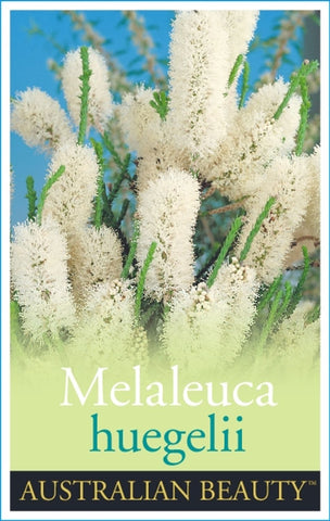 Melaleuca huegelii