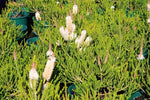 Melaleuca huegelii Prostrate