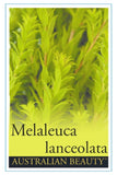 Melaleuca lanceolata