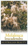 Melaleuca leucadendra