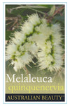 Melaleuca quinquenervia