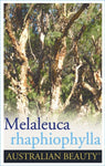 Melaleuca rhaphiophylla