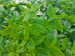 Mentha australis (Tucker Bush River Mint)