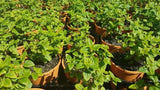 Mentha australis (Tucker Bush River Mint)