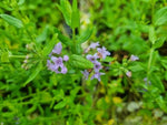 Mentha diemenica (Tucker Bush Wild Mint)